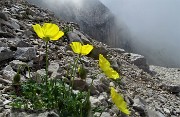 42 Papavero alpino (Papaver rhaetichum) nei macereti del Mandrone